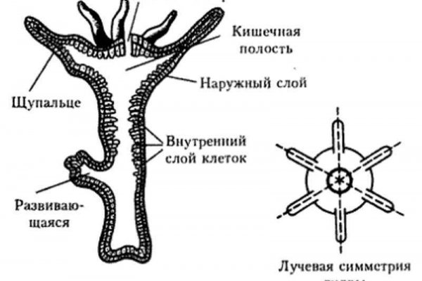 Kraken 15 at сайт