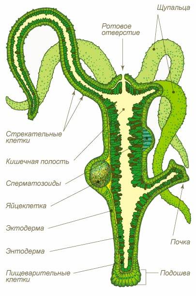 Дарк нет кракен